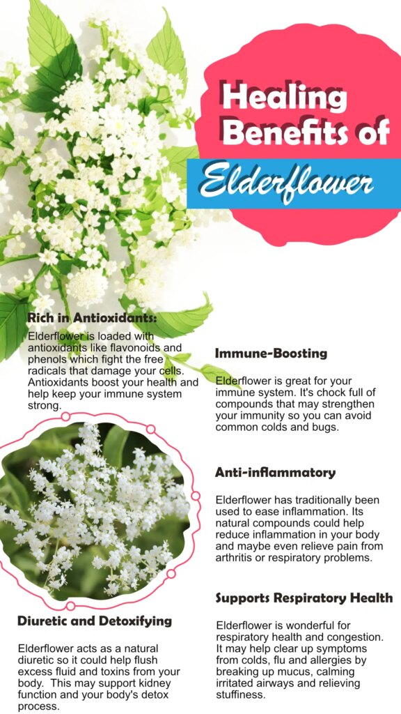 Elderflower Health Benefits Infographic - Elderflower Healing Benefits Infographic 