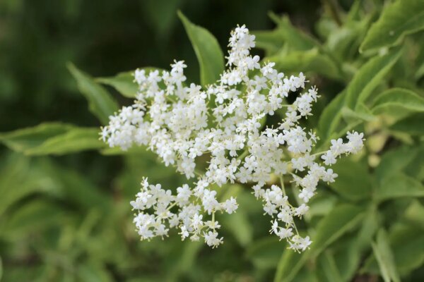 Image of the Elderflower- Elderflower pancakes recipe