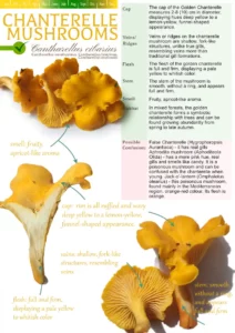 Identifying and Safe foraging Chanterelle Mushrooms