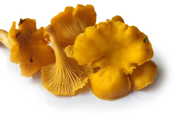 Identifying and Safe foraging Chanterelle Mushrooms