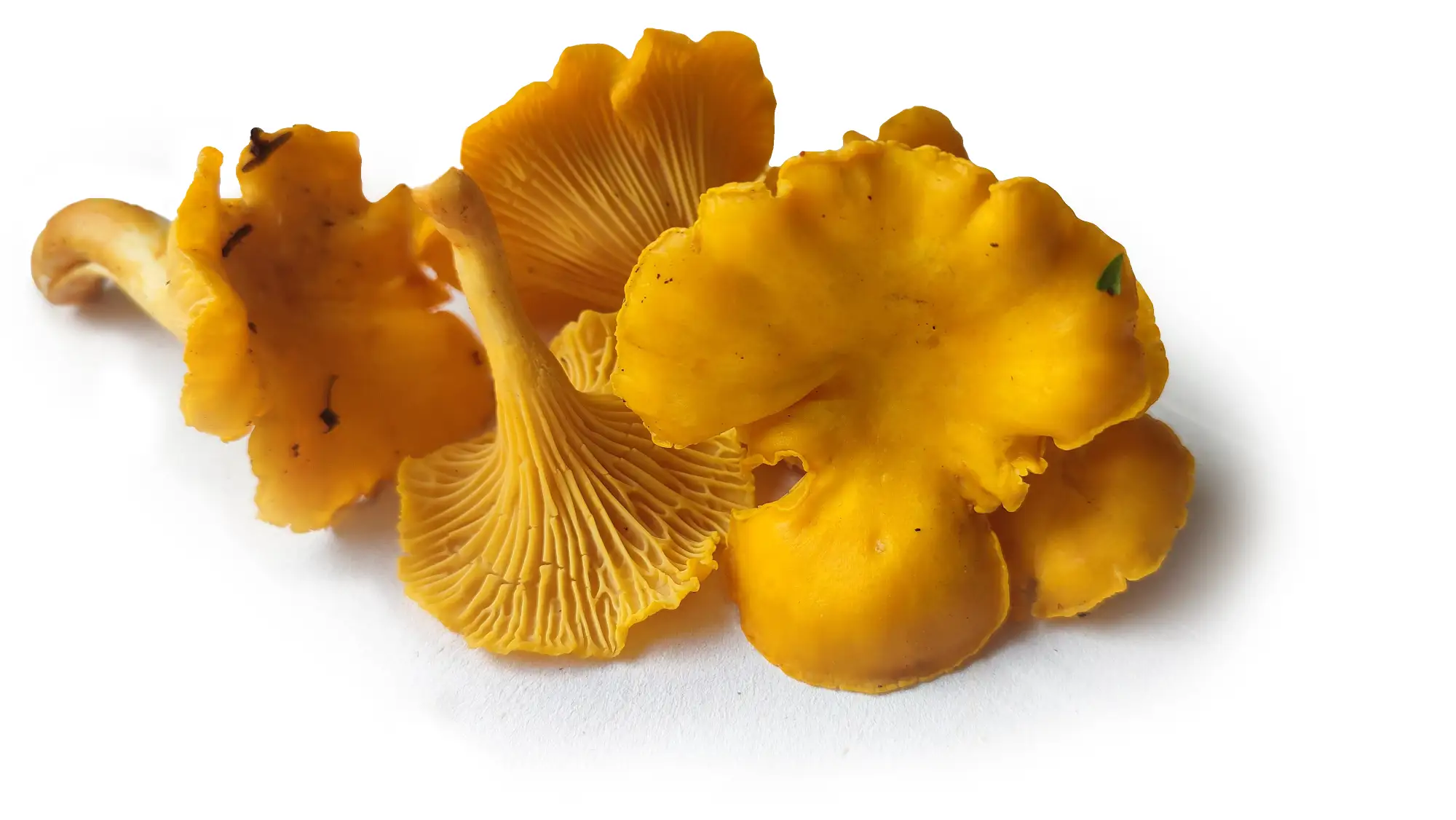 Identifying and Safe foraging Chanterelle Mushrooms