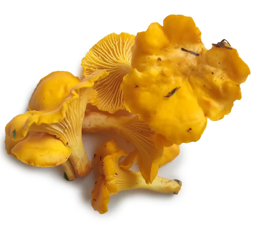 Identifying and Safe foraging Chanterelle Mushrooms