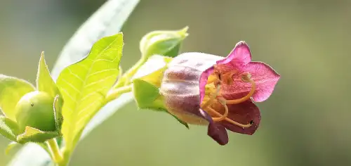 Atropa belladonna Deadly Nightshade flowers