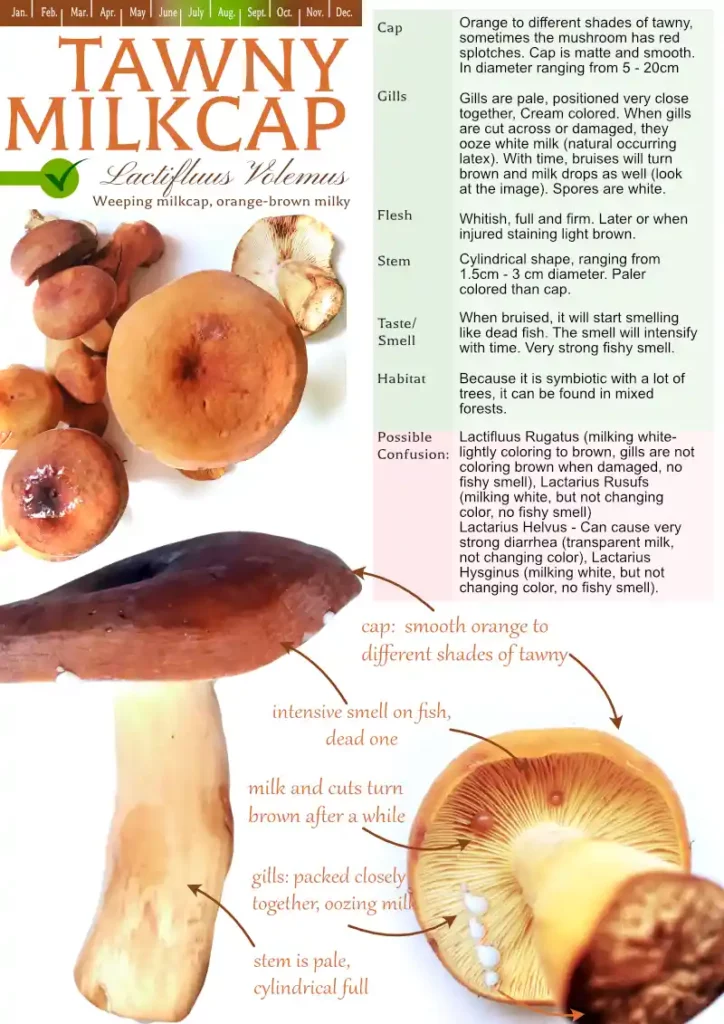 tawny milkcap mushroom identification guide (Lactifluus Volemus)