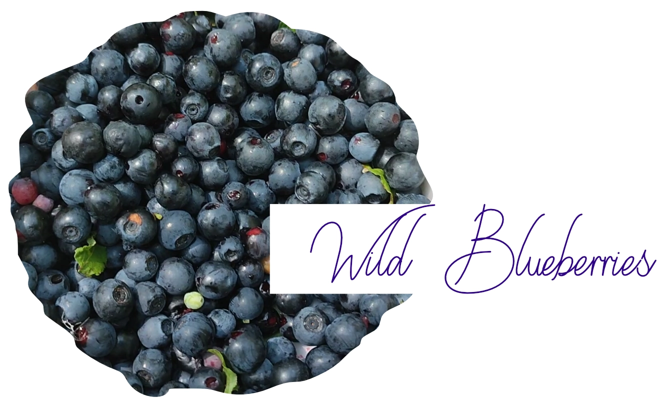 Healing Benefits ofWild Blueberries