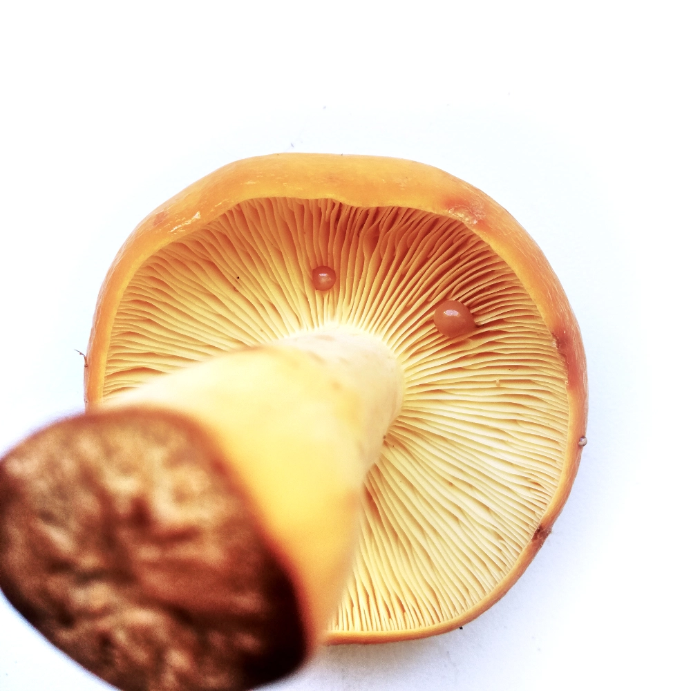 tawny milkcap mushroom (Lactifluus Volemus)