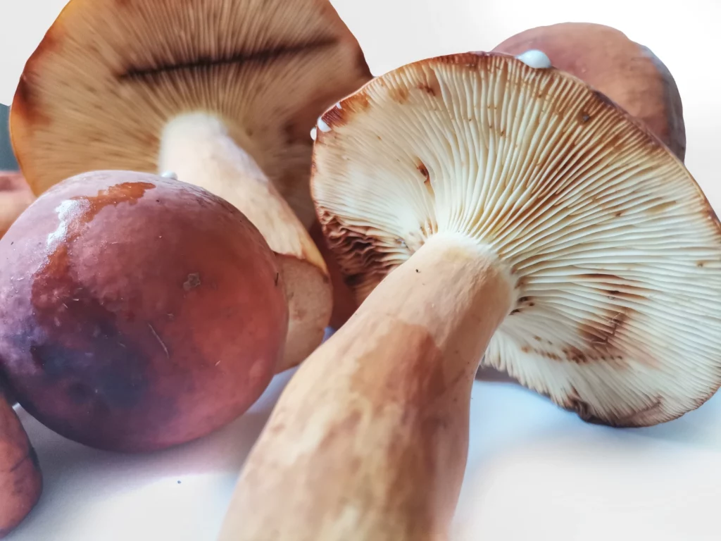 tawny milkcap mushroom (Lactifluus Volemus)