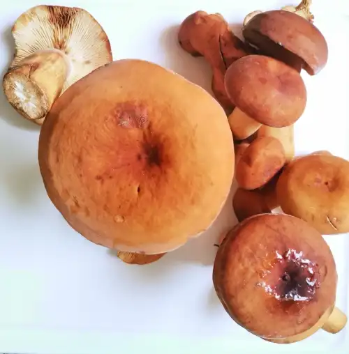 Tawny milkcap mushroom (Lactifluus Volemus)