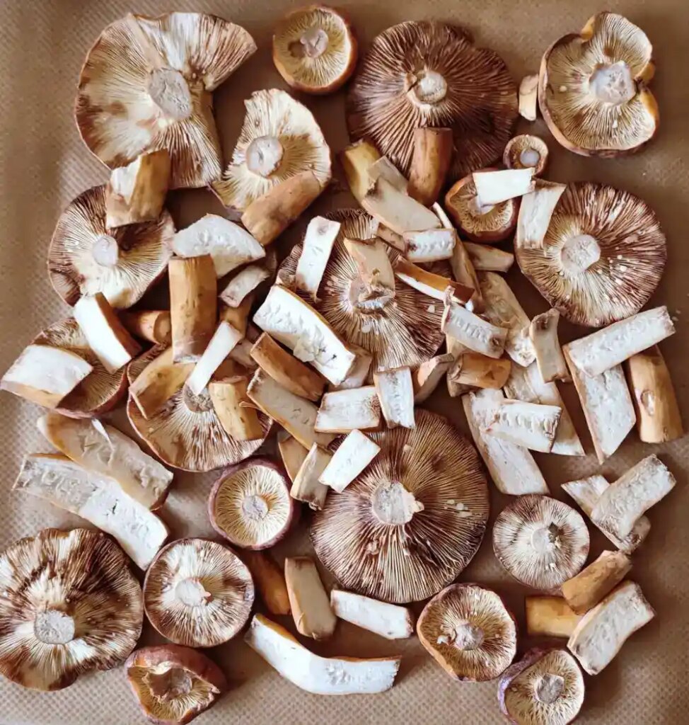 Tawny Milkcap mushroom (Lactifluus Volemus) layered - frozen