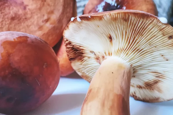 Tawny Milkcap (Lactifluus Volemus) featured image