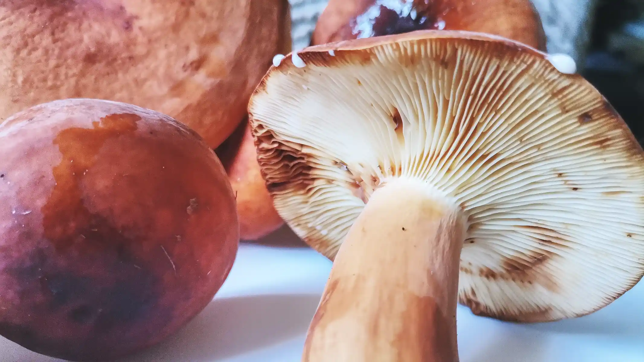 Tawny Milkcap (Lactifluus Volemus) featured image