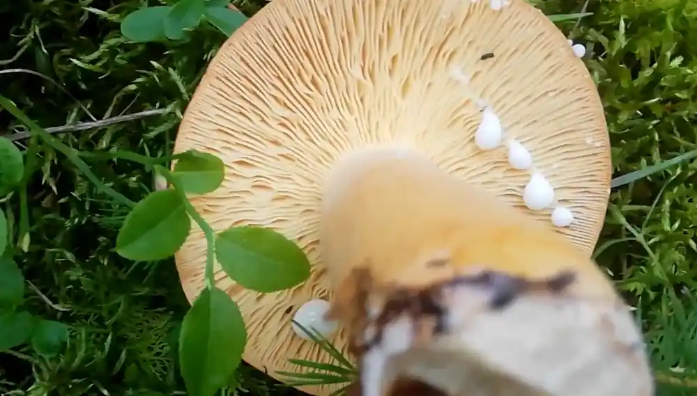 tawny milkcap mushroom (Lactifluus Volemus) - milk image
