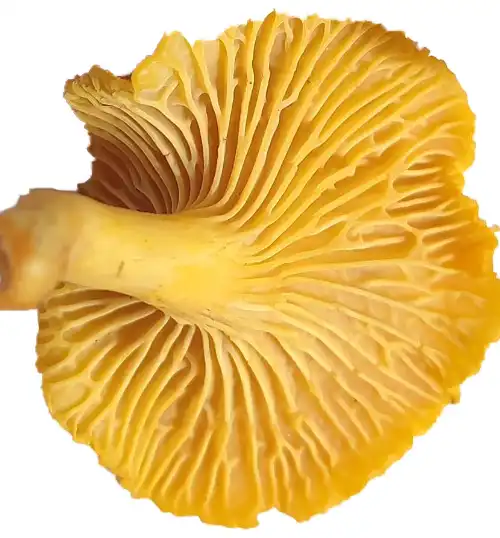 False Gills(Vains) - Identifying and Safe foraging Chanterelle Mushrooms