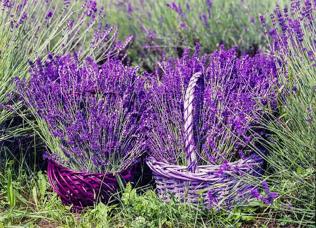 Image of the Lavender in nature, picked for making Lavender Mascarpone Ice Cream 