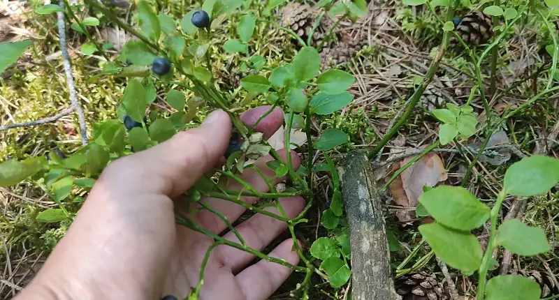 Wild Blueberry Recognizing Plan - Size of the Wild Blueberry Plant