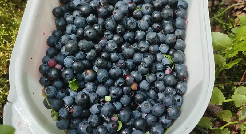 Wild Blueberry Recognizing Plan - Wild Blueberry Fruit