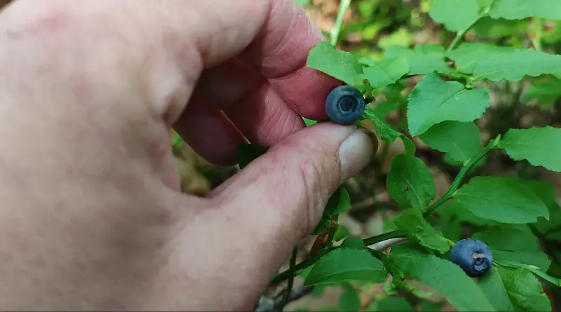 Wild Blueberry Recognizing Plan - Size of the Wild Blueberry Fruit
