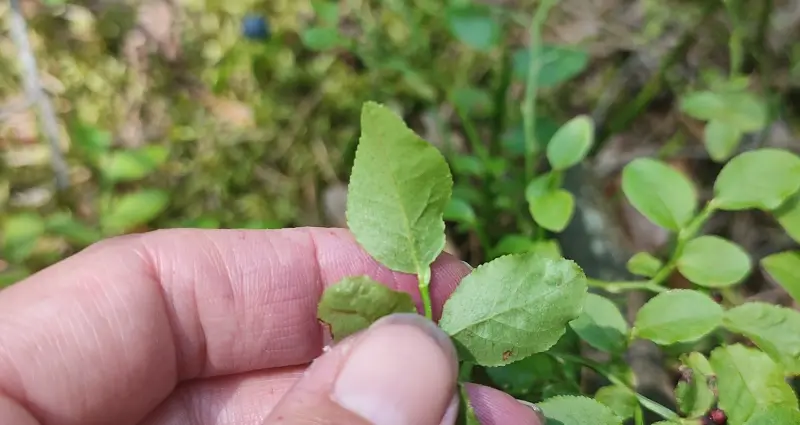 Wild Blueberry Leaves Bottom