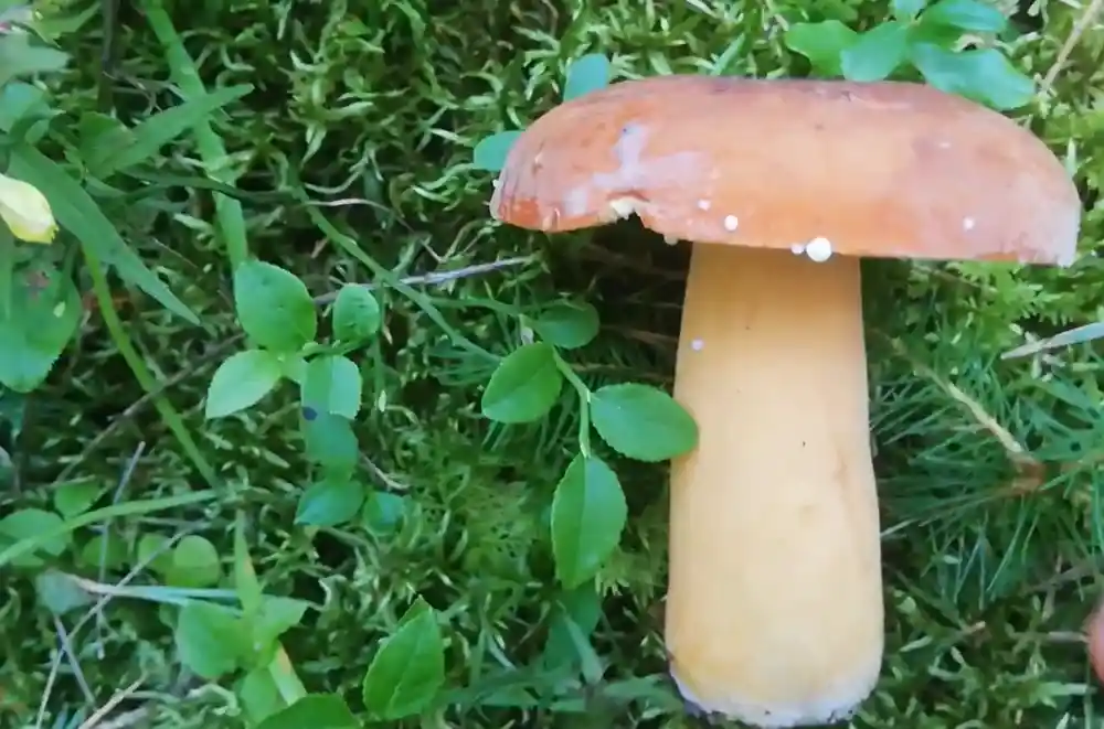 tawny milkcap mushroom (Lactifluus Volemus) - stem image