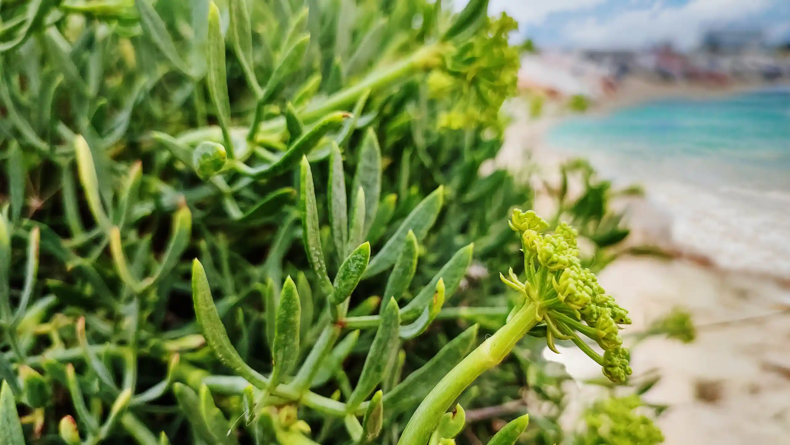 Rock Samphire and Tuna