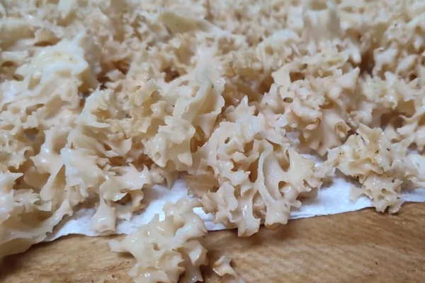 Cauliflower Mushroom(Sparassis Crispa) - Cleaned