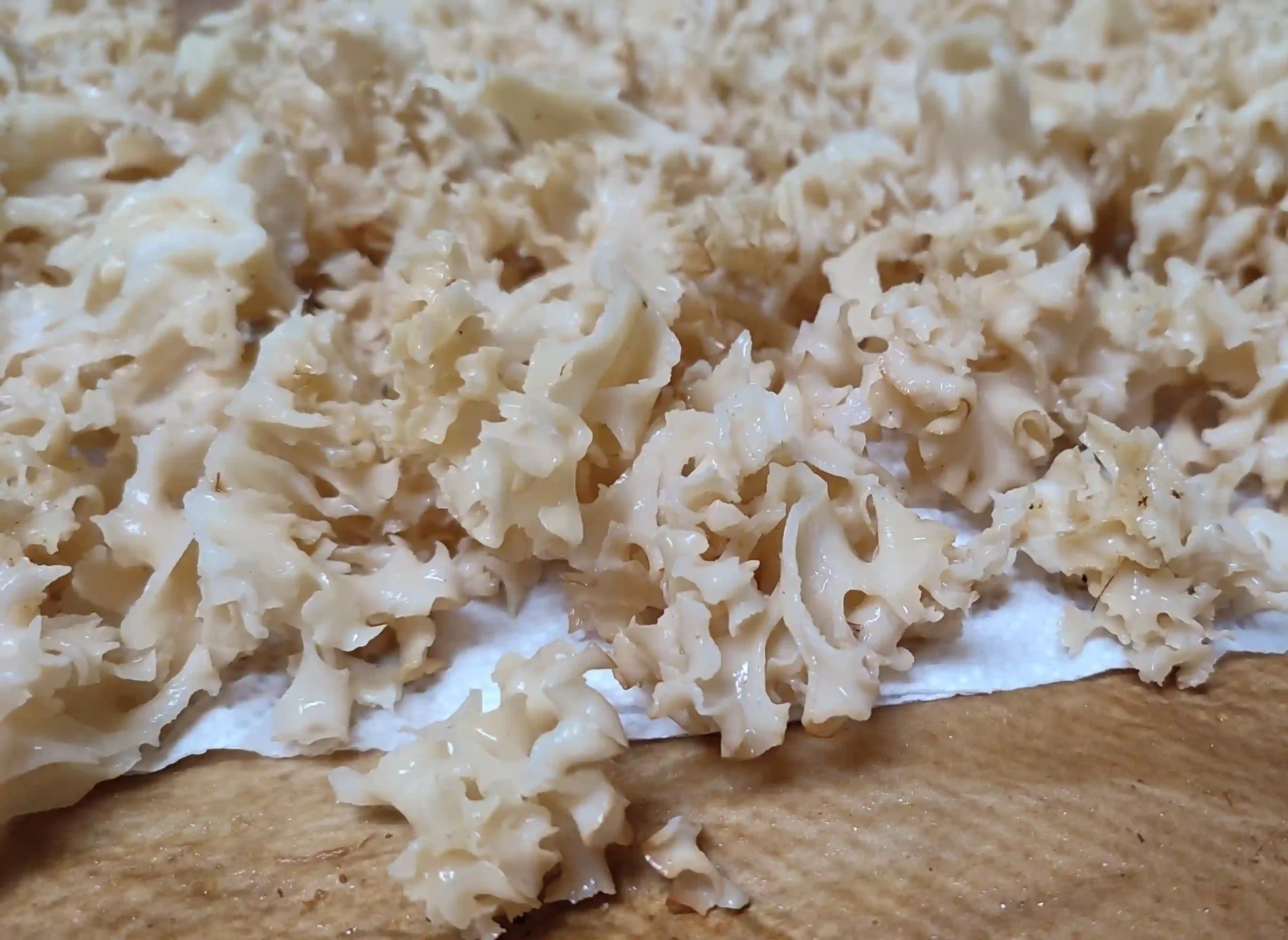 Cauliflower Mushroom(Sparassis Crispa) - Cleaned