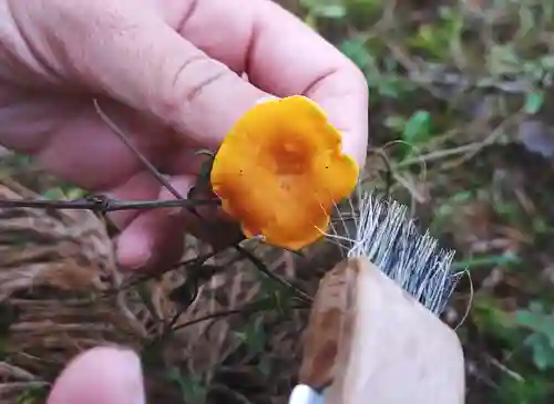 How to Clean Chanterelles in the forest