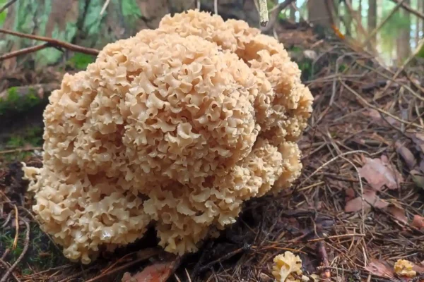 Cauliflower Mushroom(Sparassis Crispa) - Ultimate Identification Guide