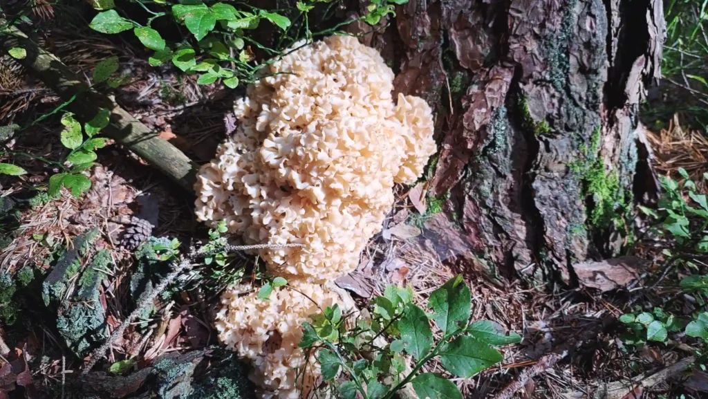 Sparassis Crispa mushroom next to a tree trunk
