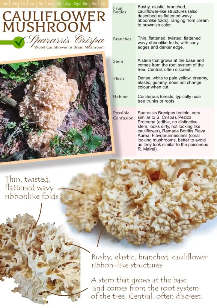 Wood Cauliflower Mushroom free PDF guide