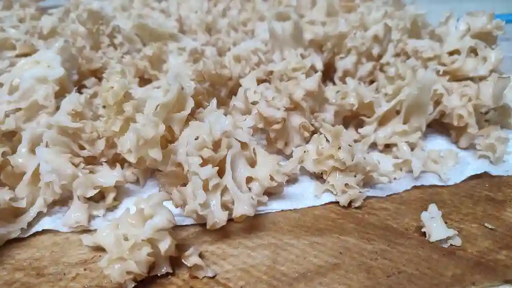Cauliflower Mushroom (Sparassis Crispa) - Ultimate Identification Guide