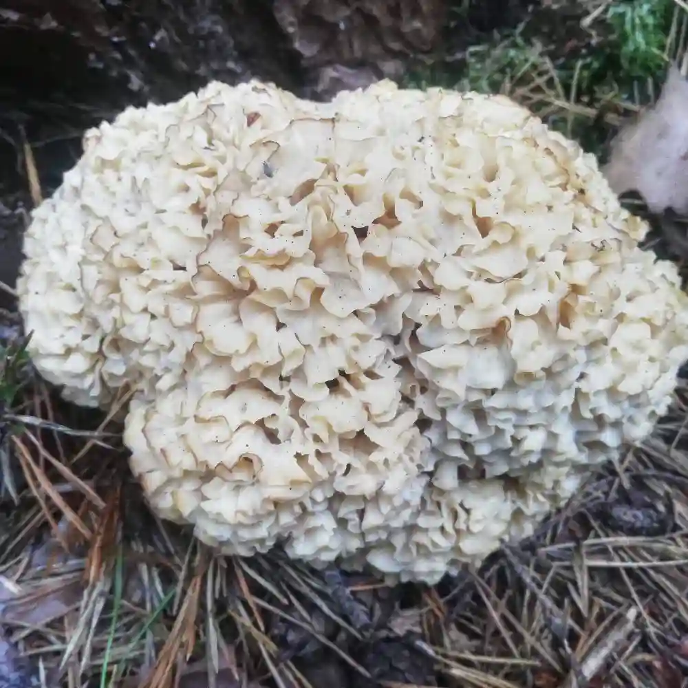 How to recognise cauliflower mushroom(Sparassis Crispa)?