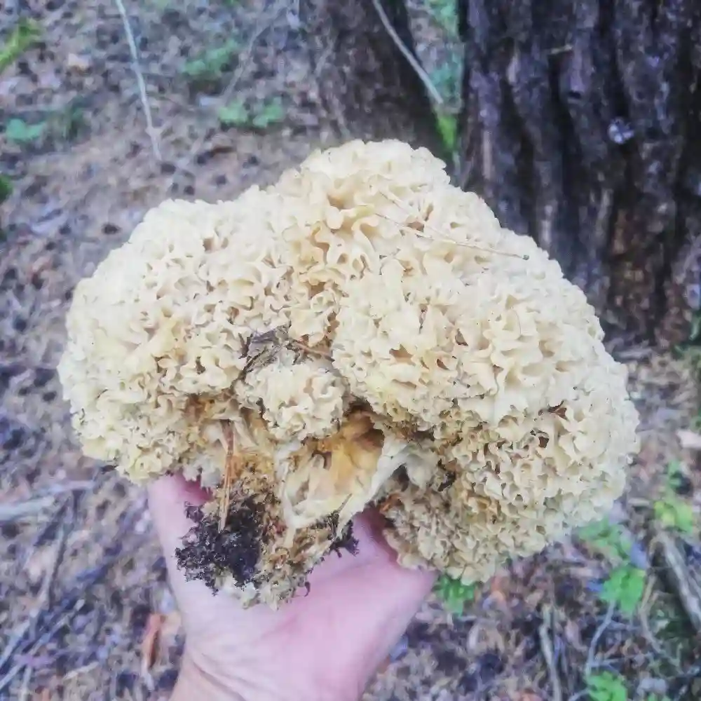 Sparassis Crispa fruiting body - Cauliflower looking mushroom