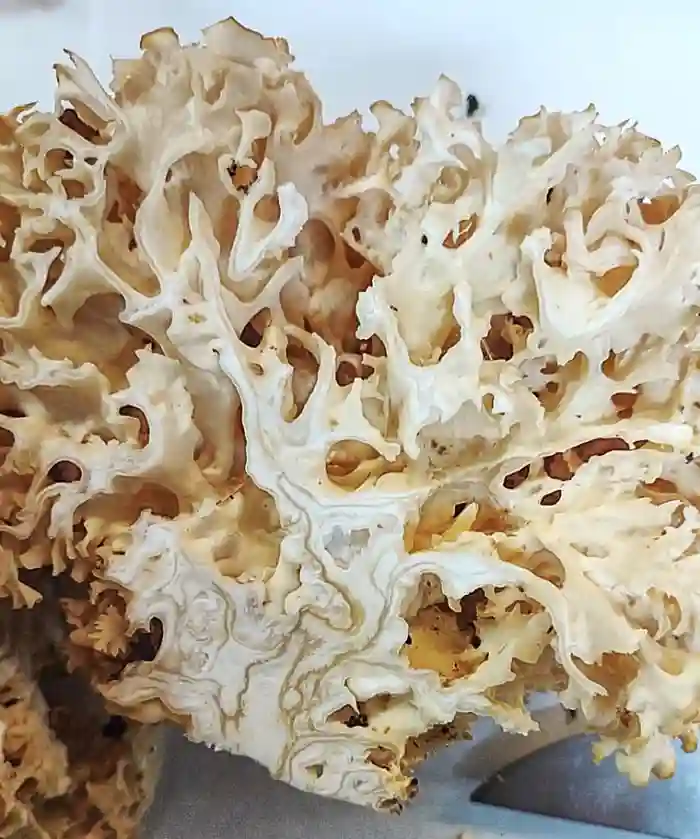 Sparassis Crispa fruiting body - Cauliflower looking mushroom