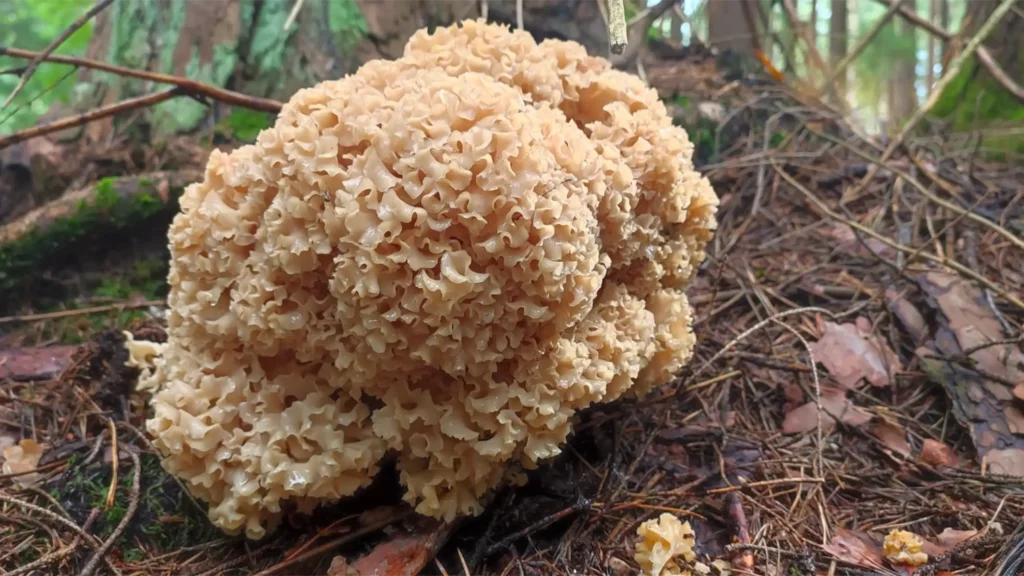 Cauliflower Mushroom(Sparassis Crispa) - Ultimate Identification Guide