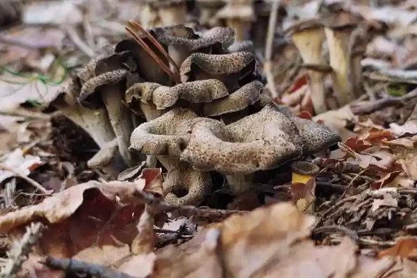 Black Trumpet mushroom