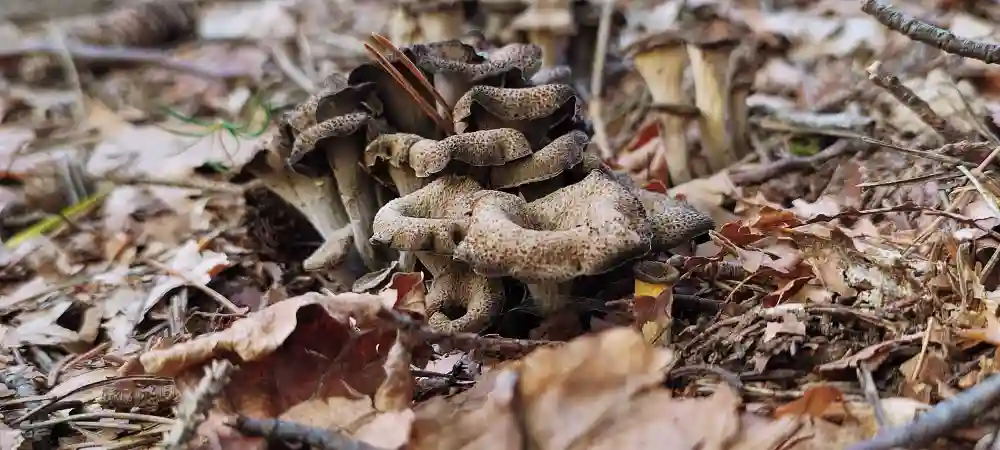 Black Trumpet mushroom