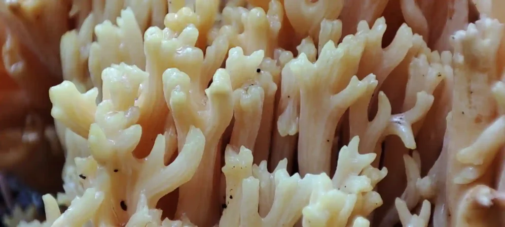 Cauliflower mushroom dangerous look-alikes: Ramaria flavobrunnescens