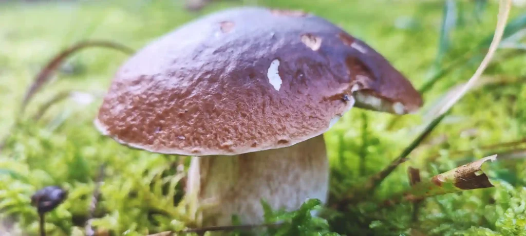 Fresh Porcini Mushrooms