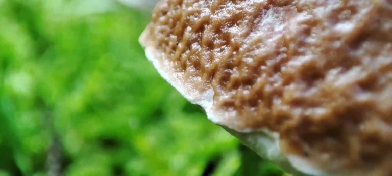 Soaking Dried Mushrooms