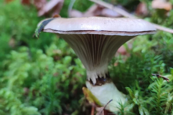 How-to-Clean-Slimy Spike Cap Gomphidius-Glutinosus