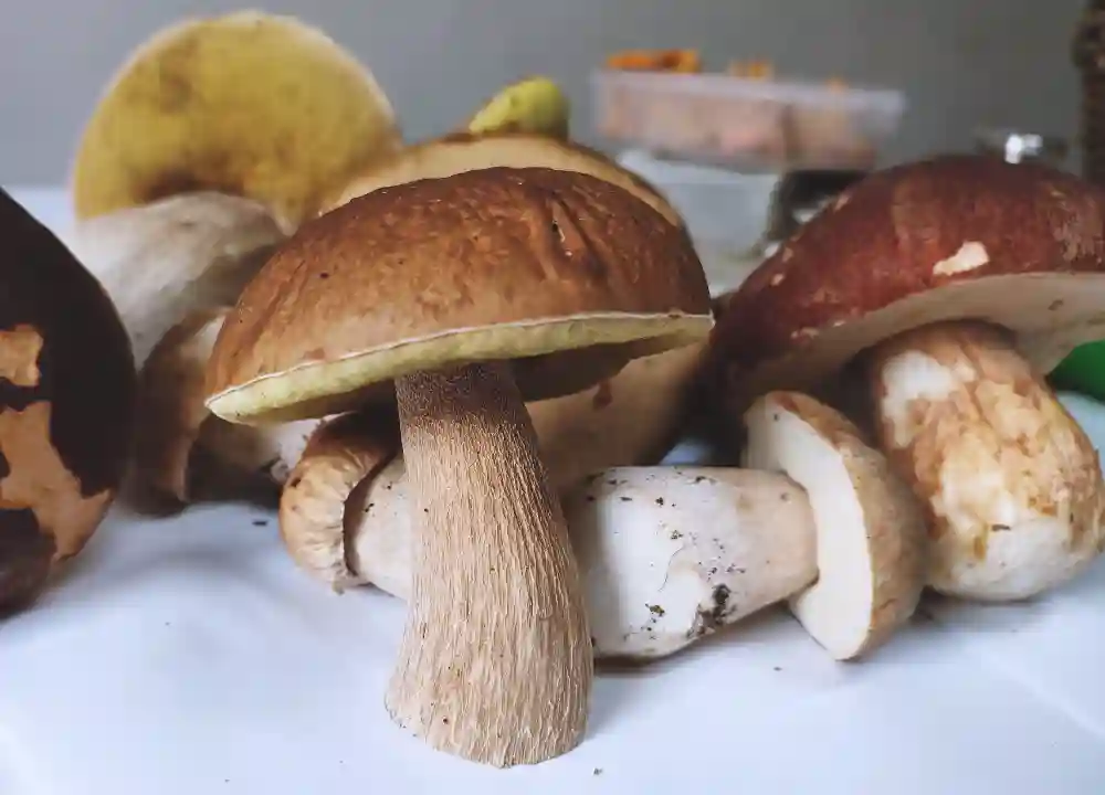 Wild Mushroom Gratin  top