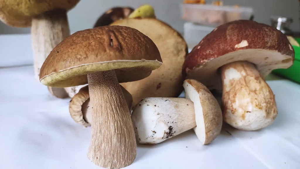 how to freeze raw porcini mushrooms