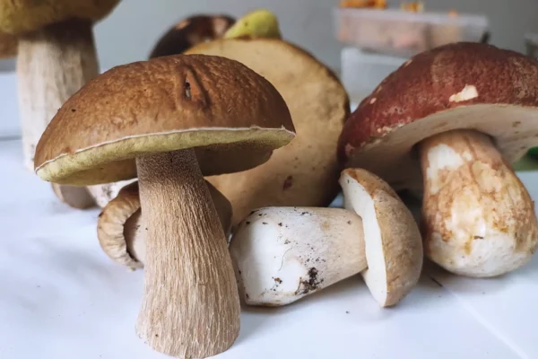 how to freeze raw porcini mushrooms