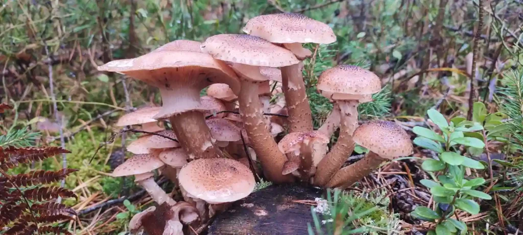 Armillaria Solidipes - Bigest Fungus in the world - Mushroom Myths