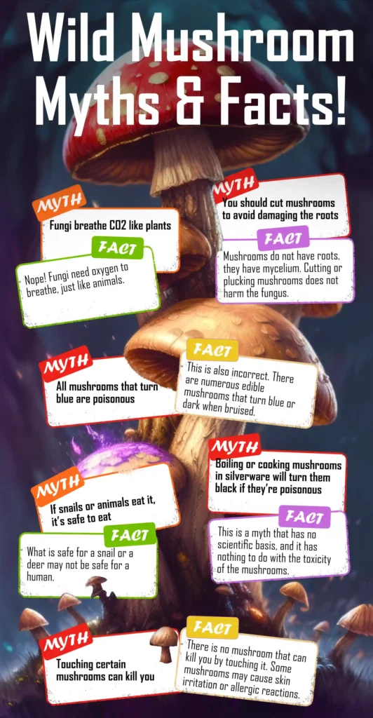 16 Wild Mushroom Myths and Facts