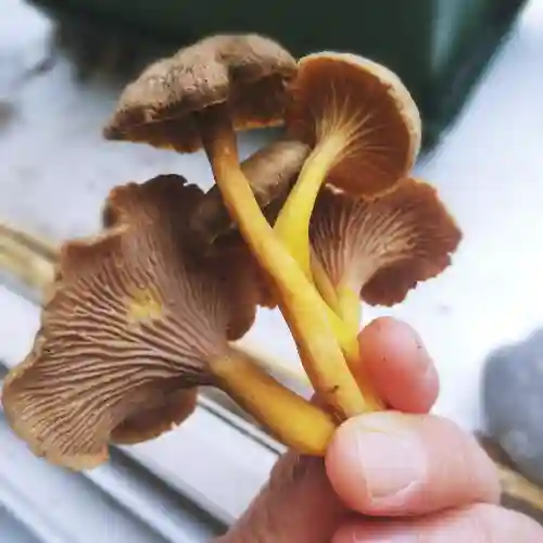 Yellow Foot Mushroom
