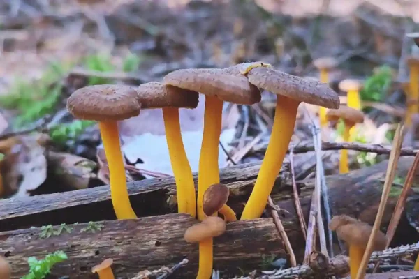 Yellow Foot & Porcini Mushroom Stew