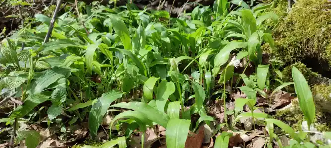 How to dry Wild GArlic in Oven