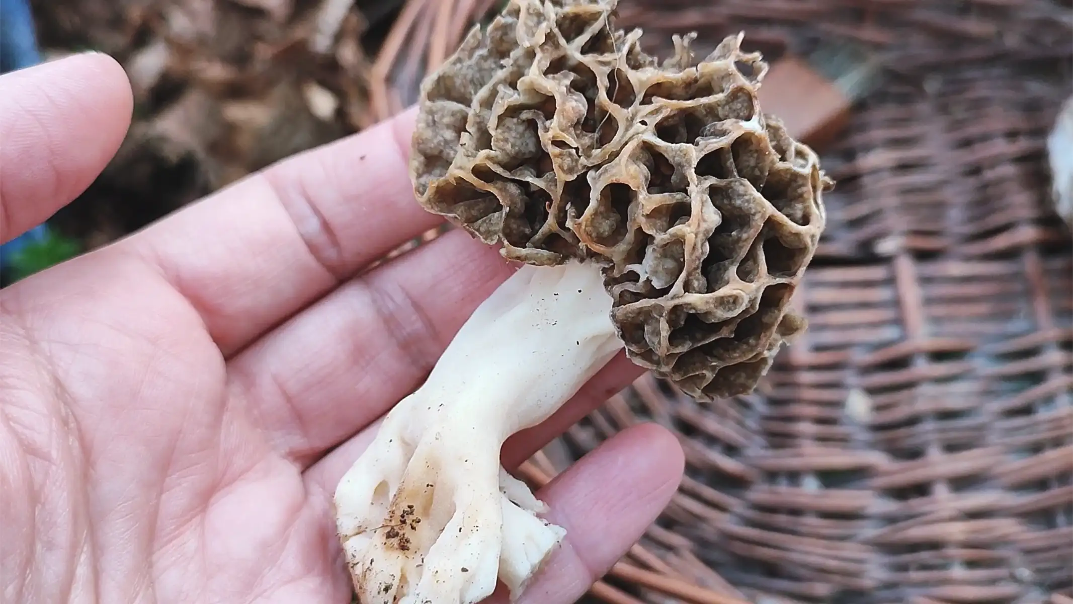 How to clean morel mushrooms